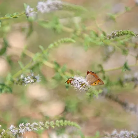 伊瓦格利亚公寓 公寓