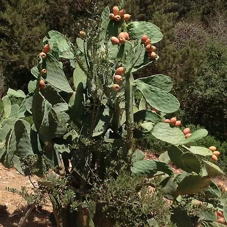 Evangelia Appartamento Agia Efimia